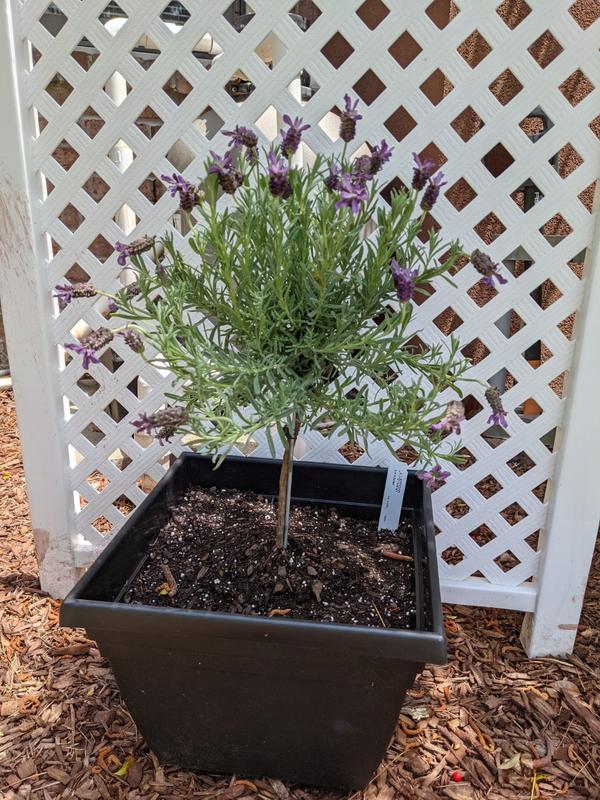 Lavender Standard Topiary Trees for Sale