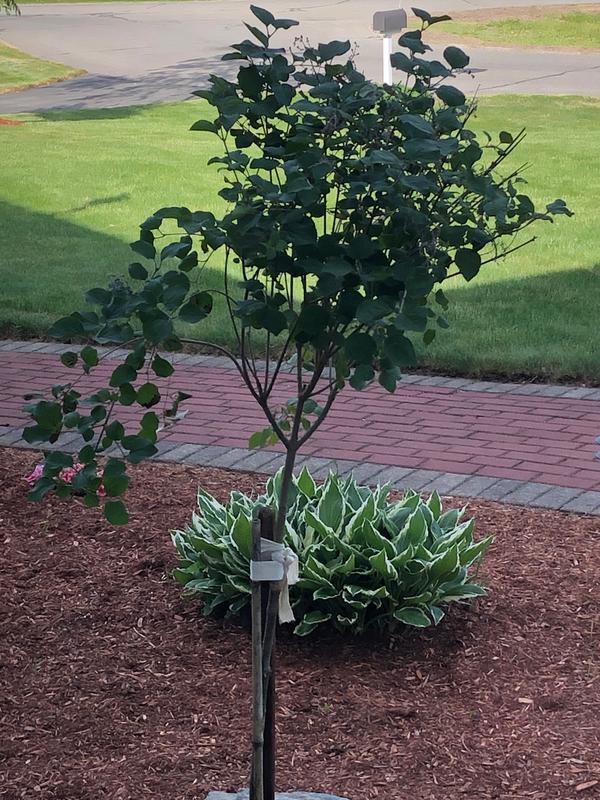 Bloomerang Lilac Trees for Sale