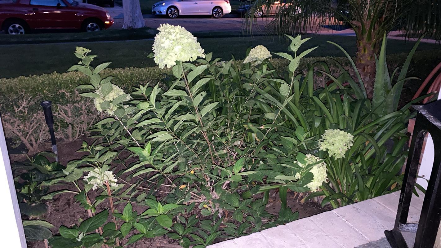 Little Lime® Hydrangea Shrubs for Sale