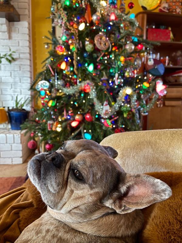 Fraser Fir Christmas Trees for Sale