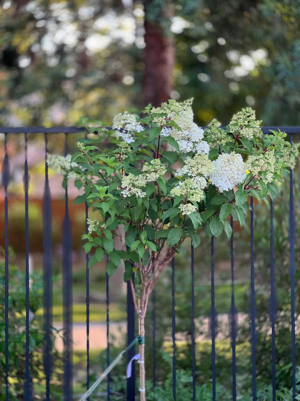 Vanilla Strawberry™ Hydrangeas Trees for Sale