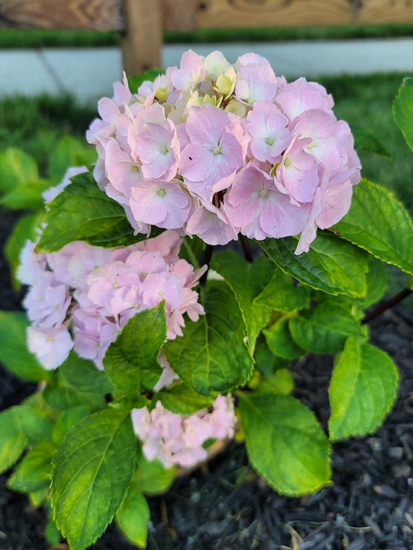 Love Hydrangeas for Sale | FastGrowingTrees.com