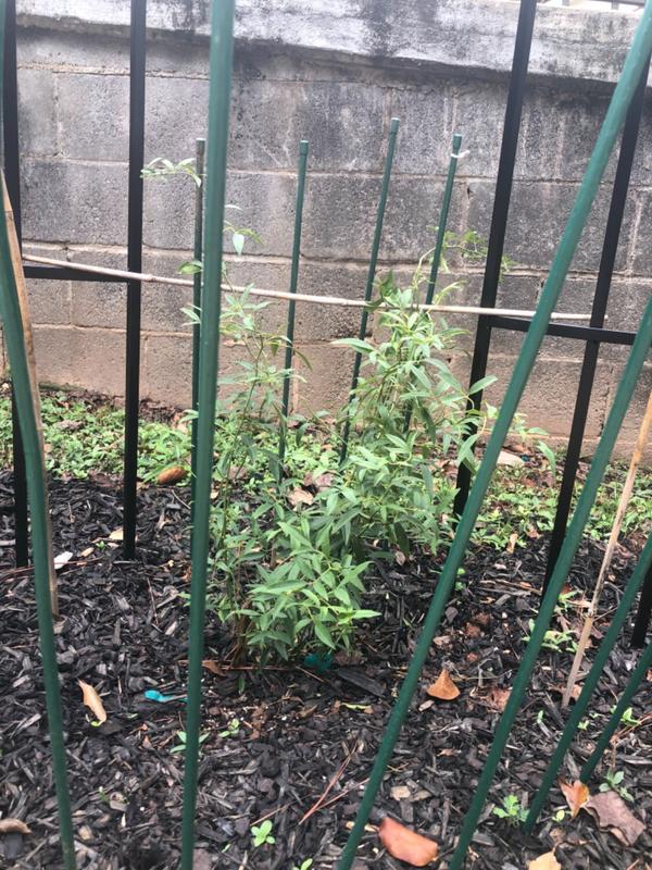 Lady Banks Roses for Sale