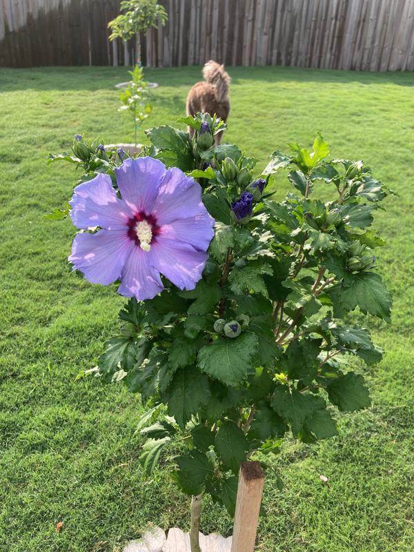 Azurri Blue Satin® Rose of Sharon Althea Trees