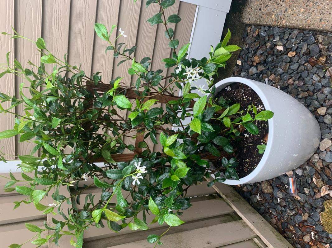 Star Jasmine Plants for Sale | FastGrowingTrees.com