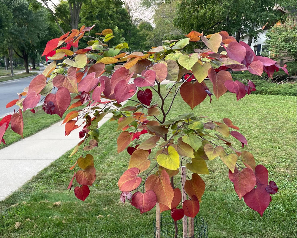 Flame Thrower® Redbud Trees for Sale