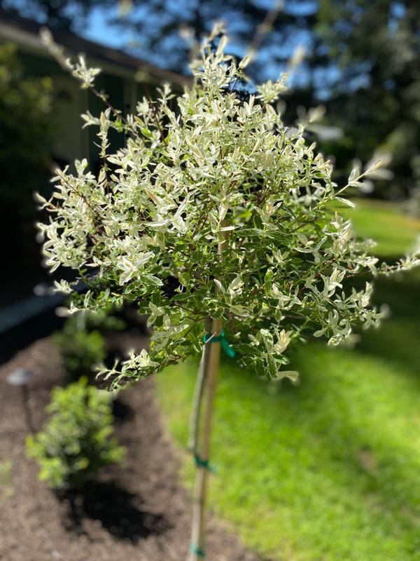 TriColor Willow Tree for Sale