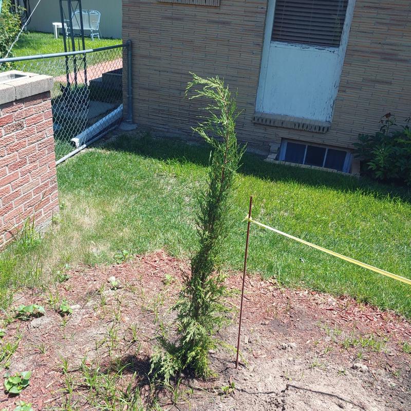 Taylor Juniper Trees for Sale