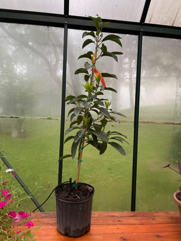 Condo™ Avocado Trees for Sale