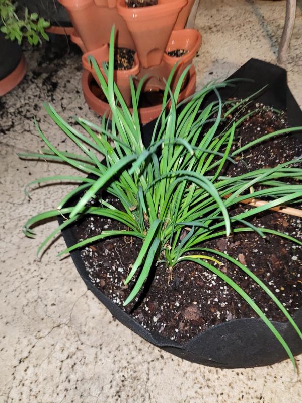 Society Garlic Plants for Sale