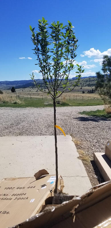 lollipop crabapple for sale near me