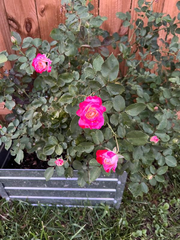 White Lies™ Rose Shrubs for Sale