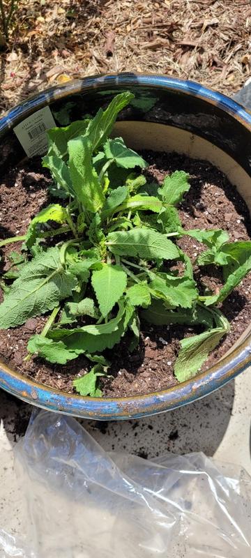 May Night Salvia Plants for Sale | FastGrowingTrees.com