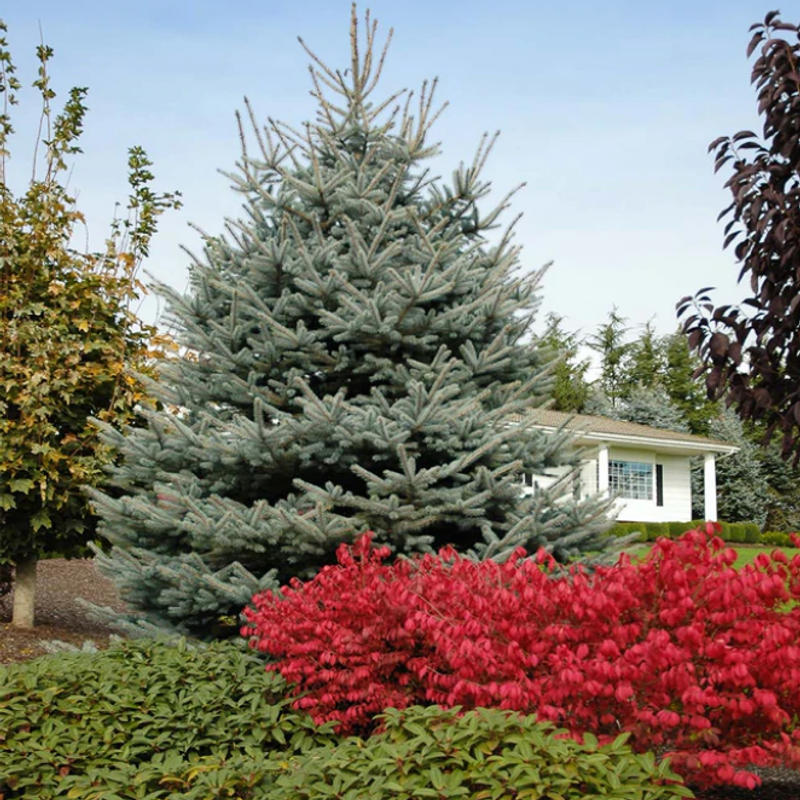 95 FAST GROWING WHITE SPRUCE TREES 12"-18"! GROWER DIRECT! 