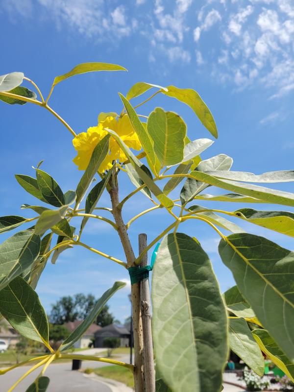 Yellow Trumpet Trees for Sale