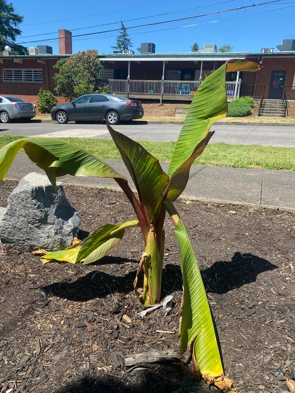 Red Abyssinian Banana Trees For Sale 4267