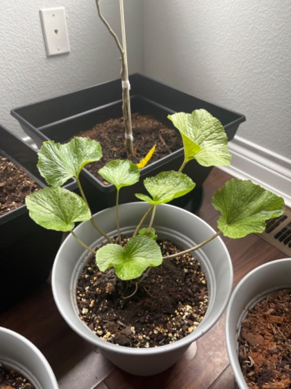 Wasabi Plants for Sale
