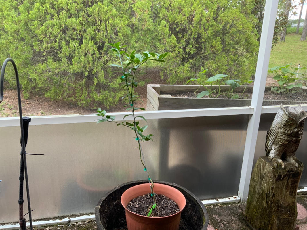 Meyer Lemon Trees for Sale