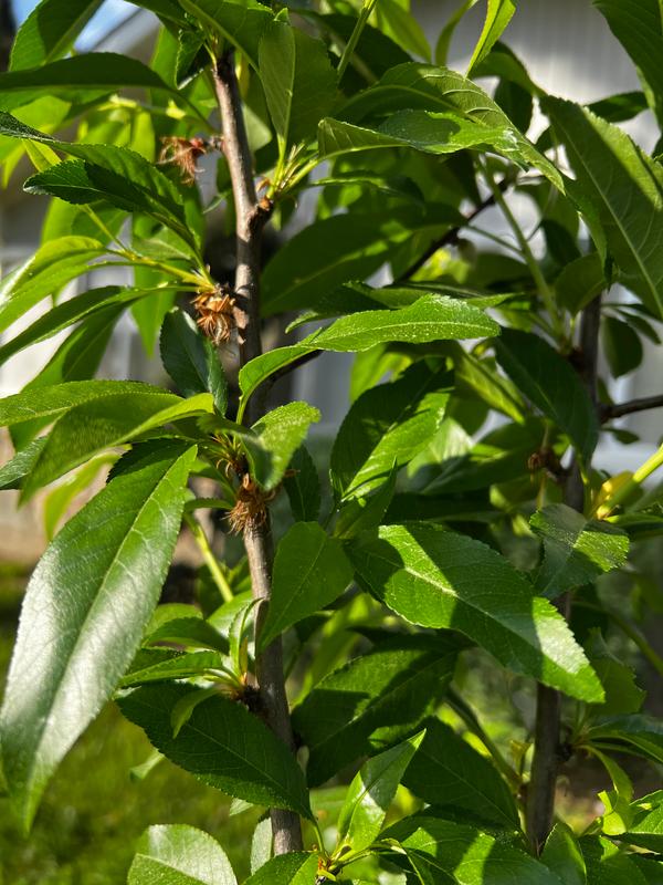 Penta Almond Trees for Sale