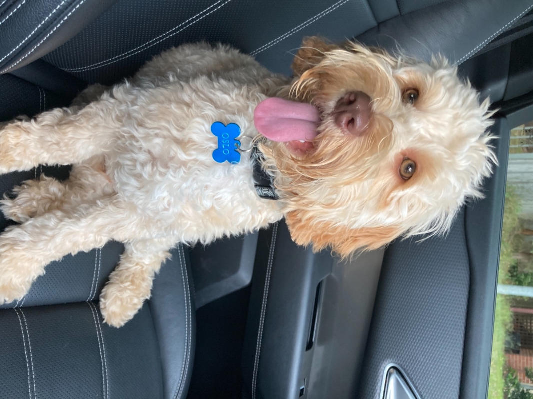 Singleprotein Lamb Kibble with grains Scratch