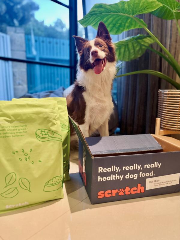 Dog Food Reviews 🐶 Scratch Pet Food
