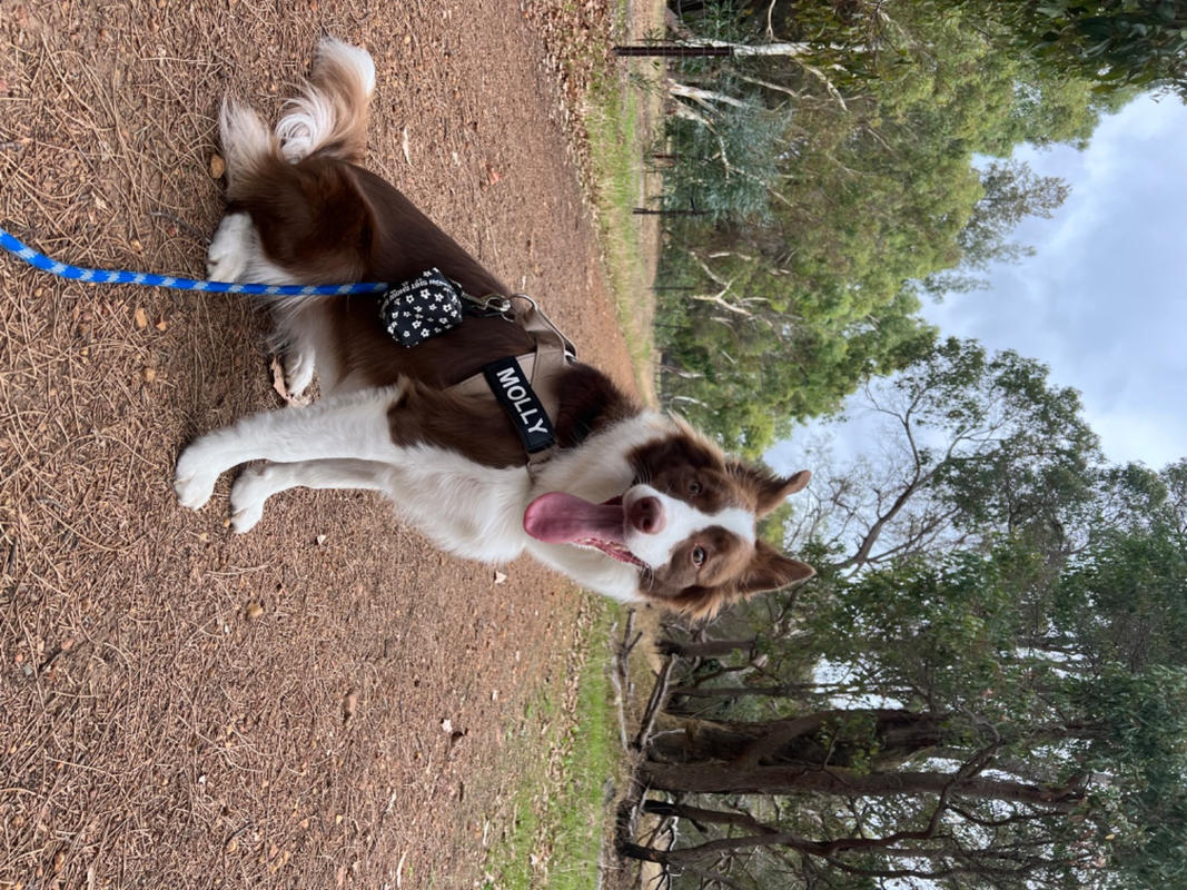 Dog Food Reviews 🐶 Scratch Pet Food