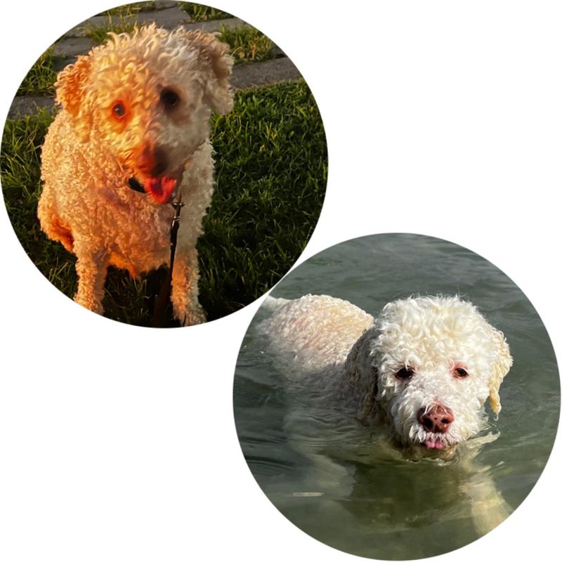 Dog Food Reviews 🐶 Scratch Pet Food