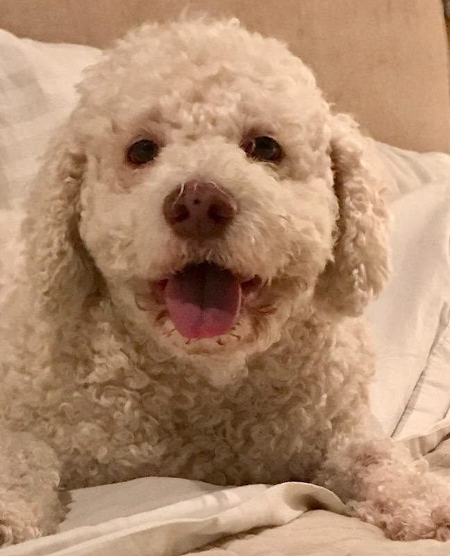 Dog Food Reviews 🐶 Scratch Pet Food