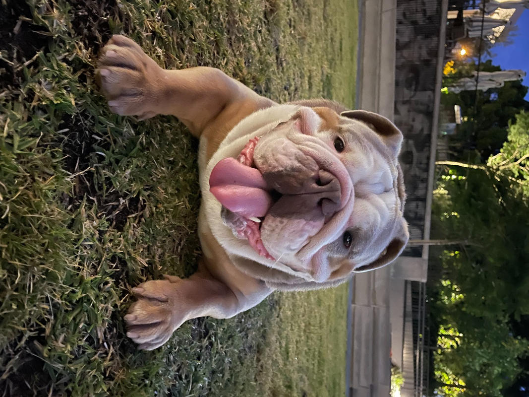 Kangaroo Dog Food SingleProtein Dog Food by Scratch