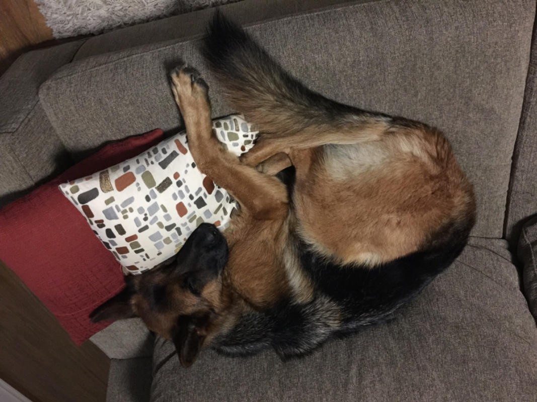 Dog Food Reviews 🐶 Scratch Pet Food