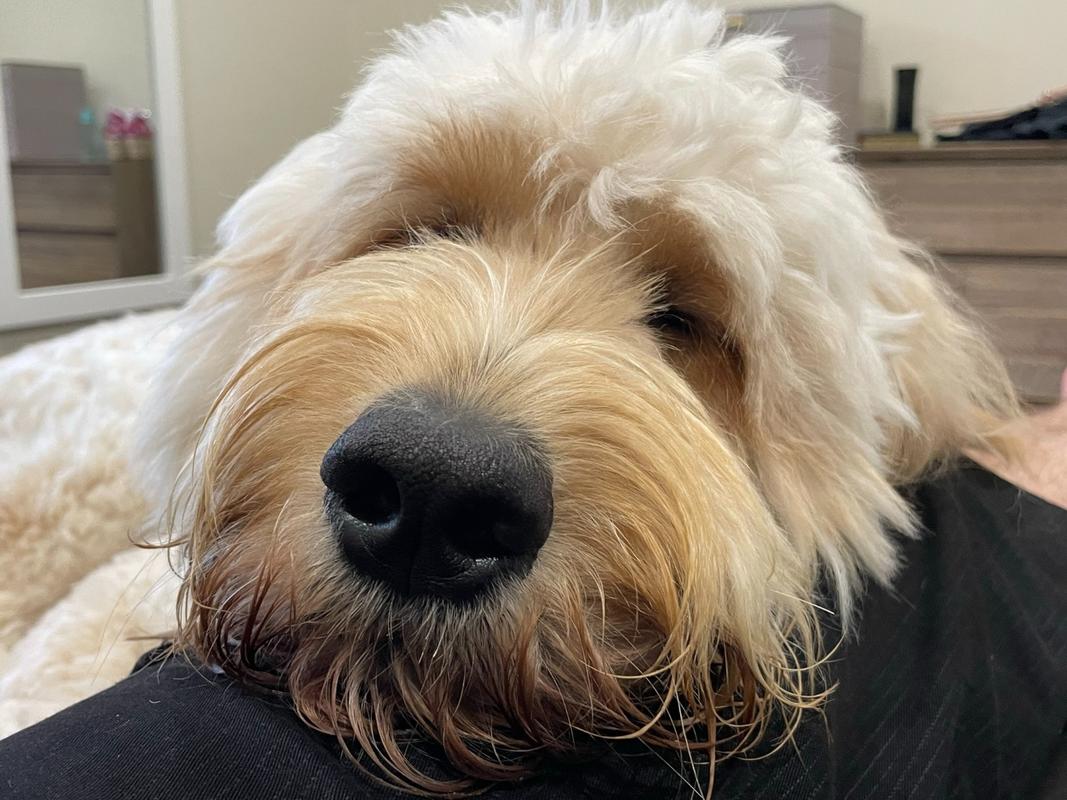 Premium Grain Free Turkey, Lamb & Beef Dog Food Scratch