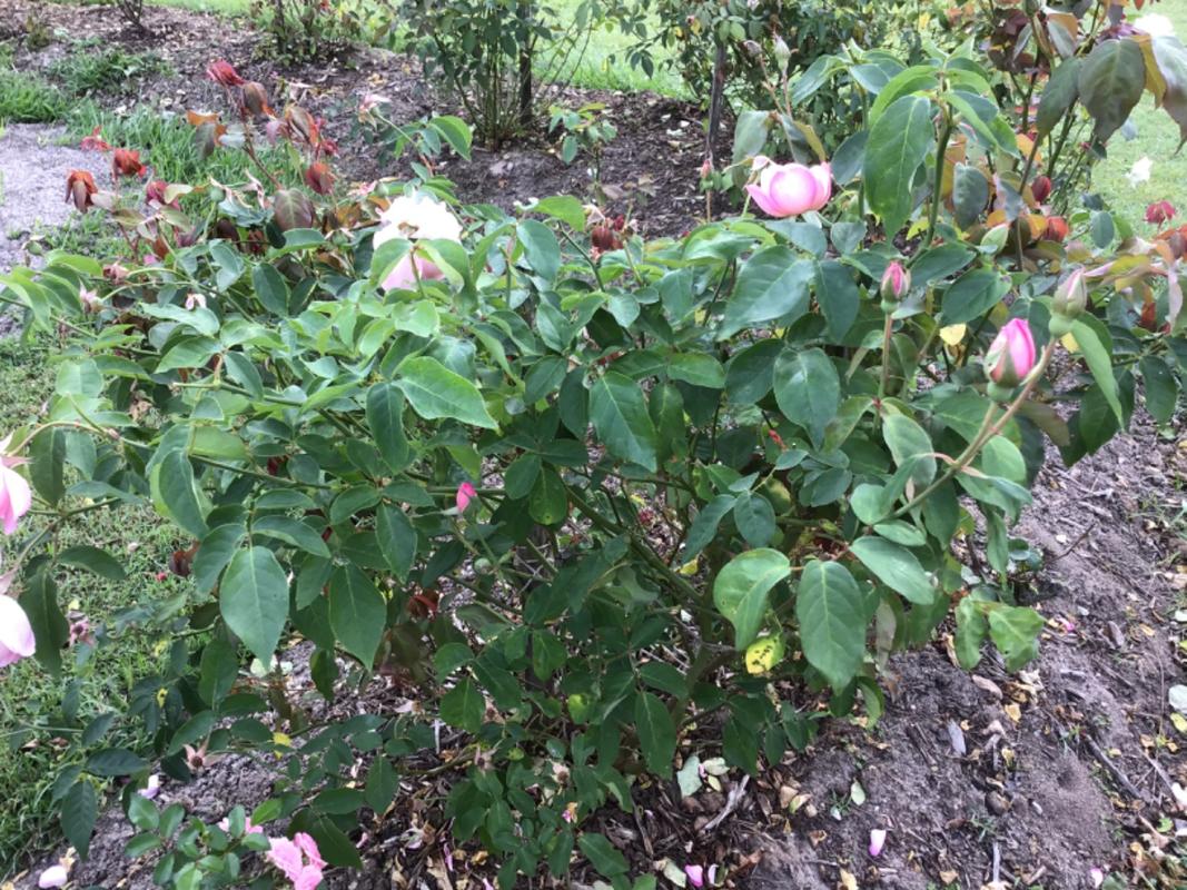 Organic Rose Duchess de Brabant Plant Mudbrick Herb Cottage