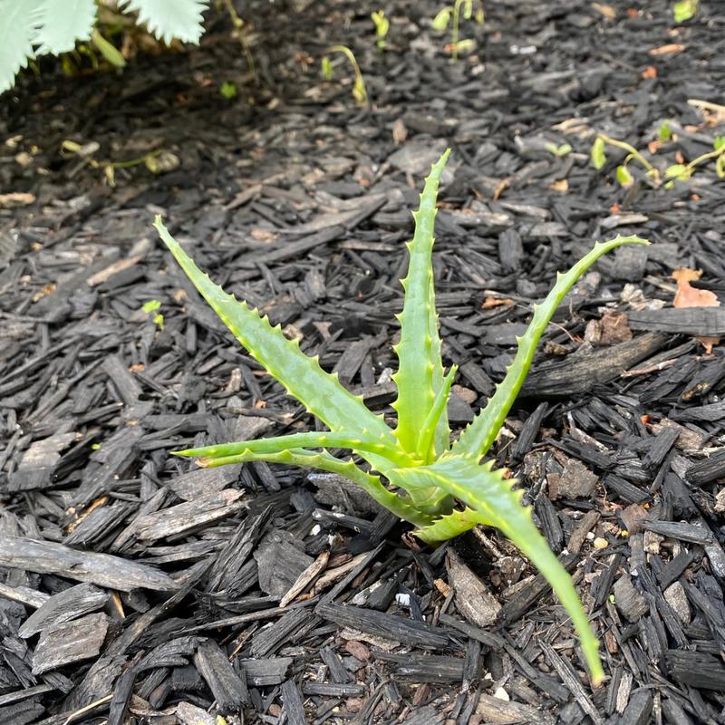 Organic Aloe Candelabra Aloe arborescens Plant Mudbrick Herb Cottage