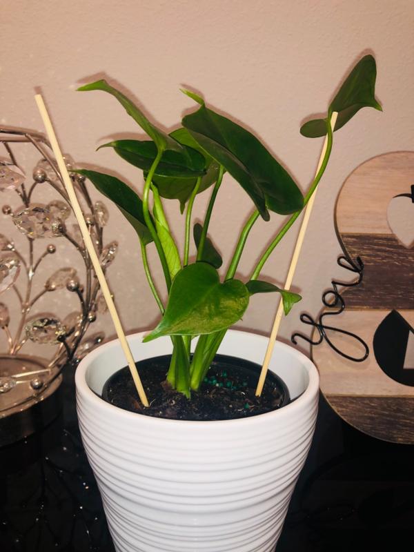 Monstera deliciosa 6&quot; Swiss Cheese Plant Pistils Nursery