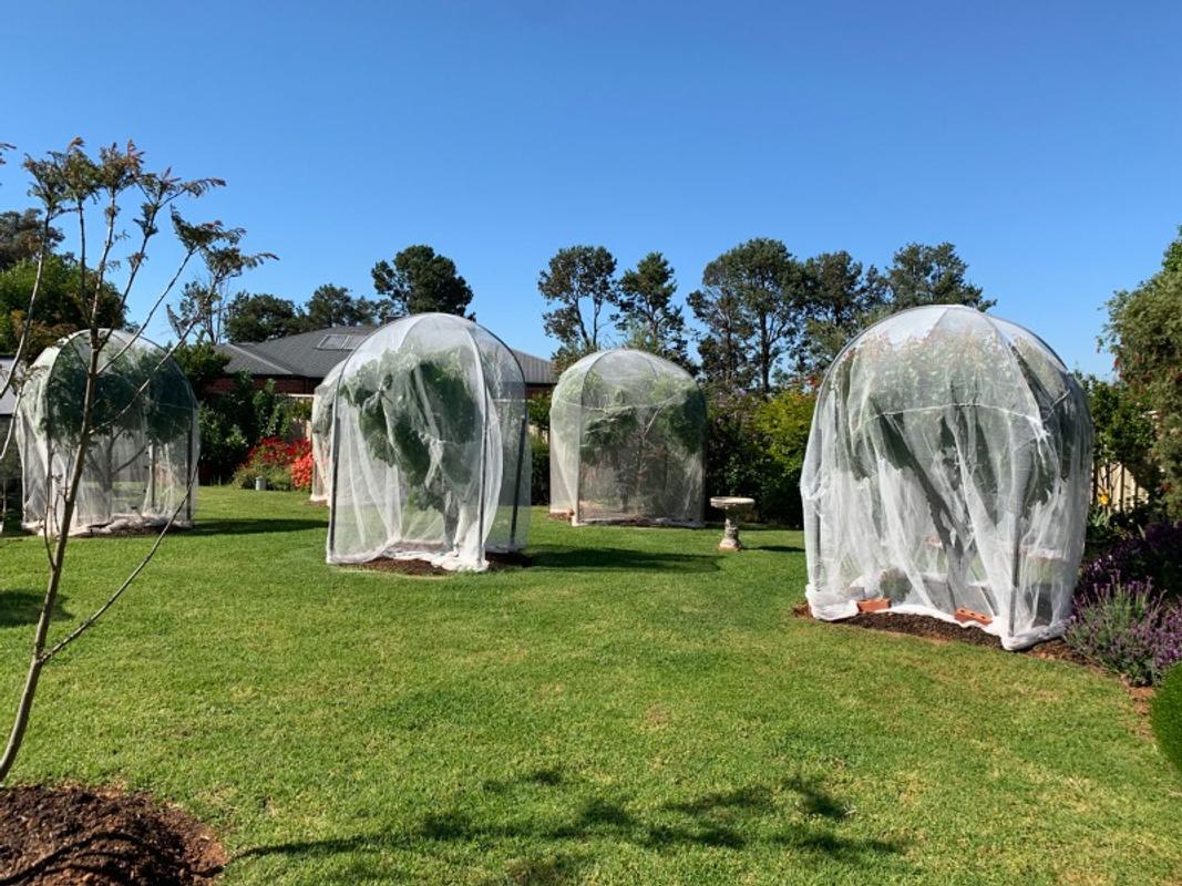 Garden Insect Netting Australia Fasci Garden