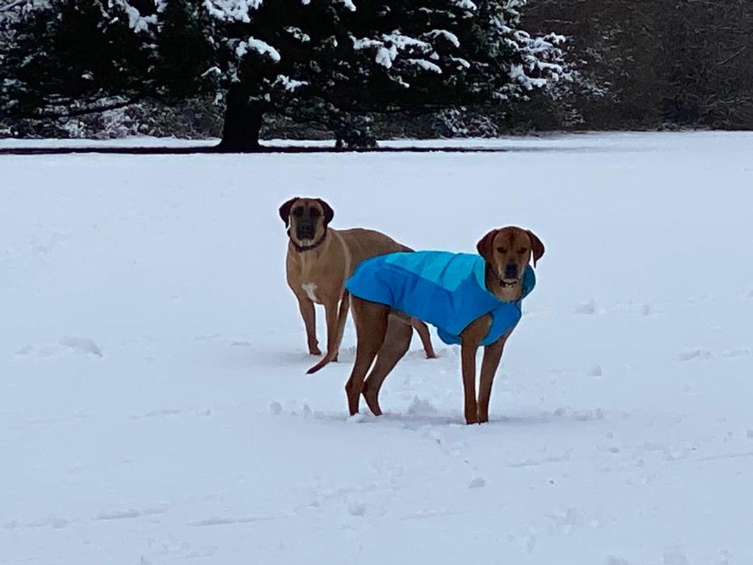 ruffwear vert jacket