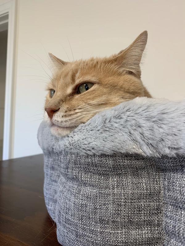 Prise En Charge Du Diabete Sucre Chez Les Chats Produits Naturels Pour Animaux De Compagnie Nhv Prise En Charge Du Diabete Sucre Chez Les Chats Produits Naturels Pour Animaux De Compagnie Nhv