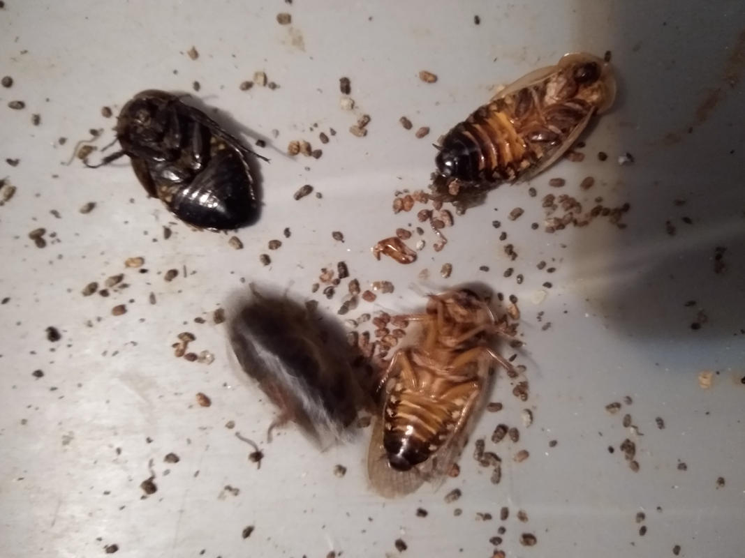 Adult Female Dubia Roaches for Sale | DubiaRoaches.com