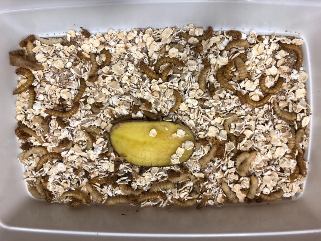 download pupating mealworms download pupating mealworms