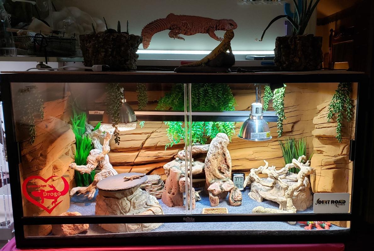 How To Make Background Fake Rock Walls For Reptiles atelieryuwa.ciao.jp