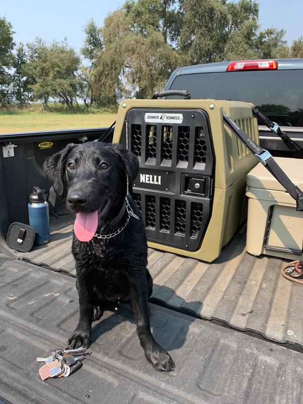Intermediate Dog Kennel GUNNER