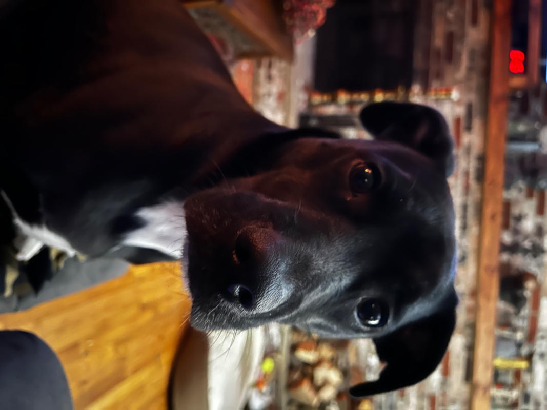 Emotional Support Animal Vest and ID Card Package USA Service Animal