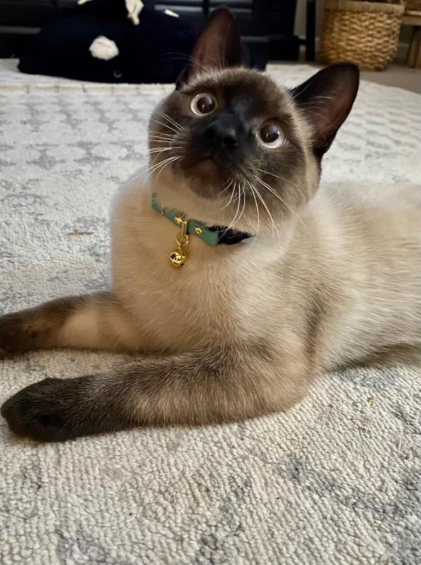 turquoise cat collar