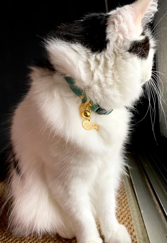 yellow cat collar