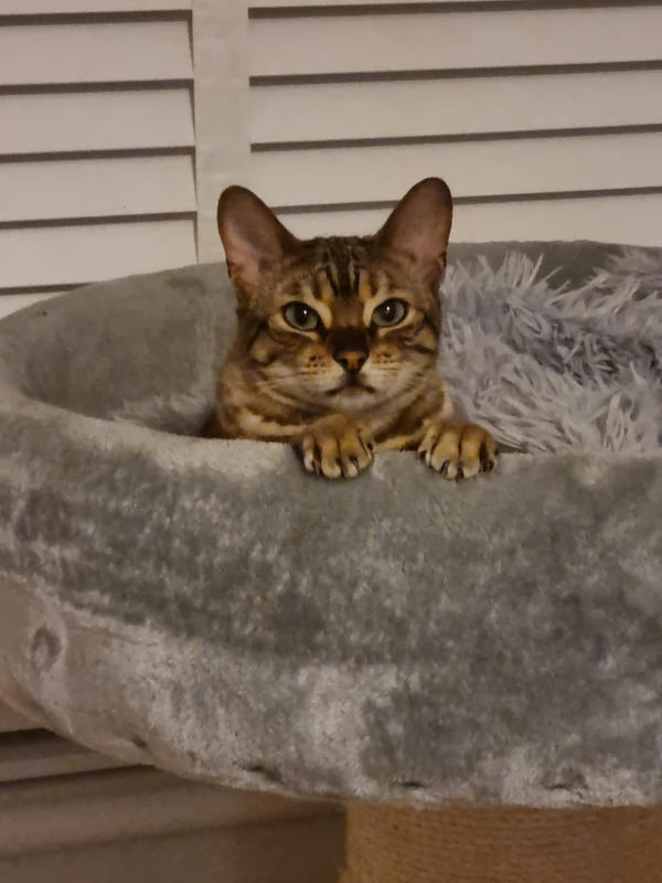 cat calming blanket