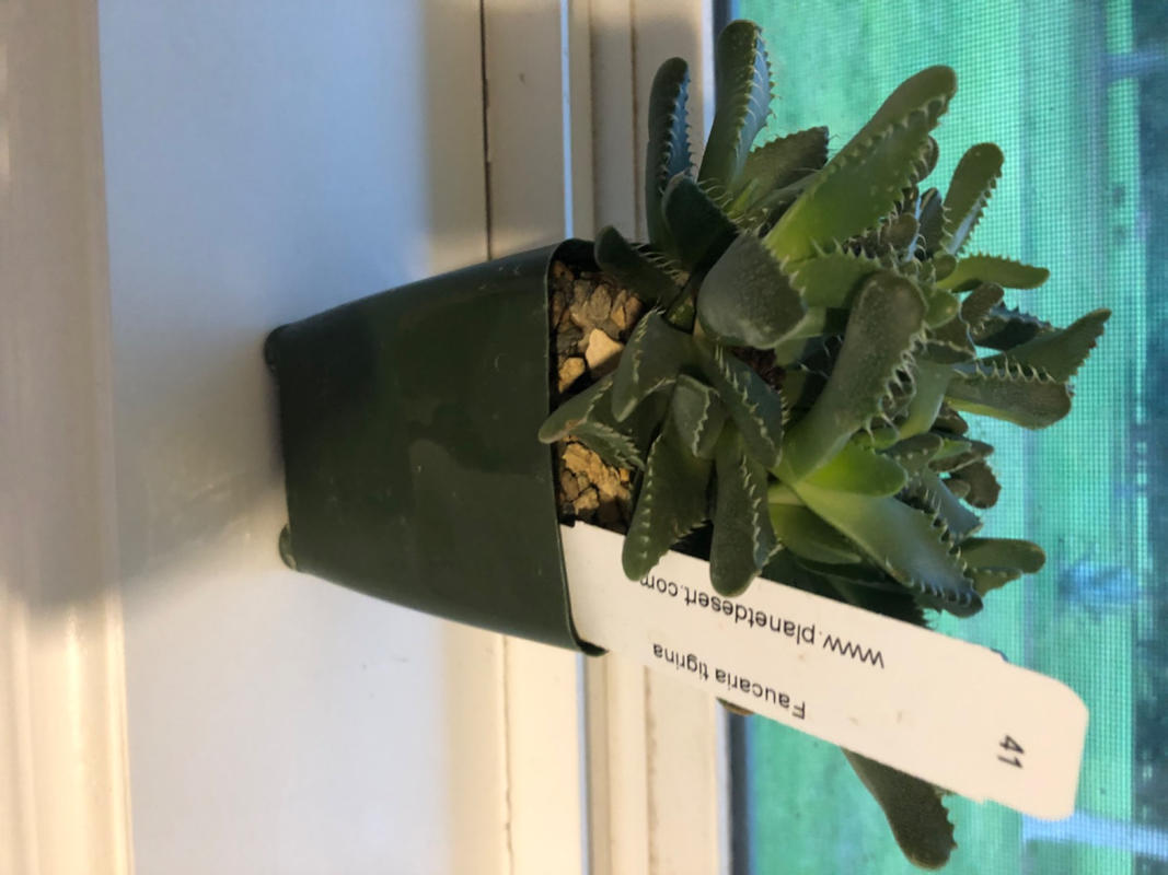 String of Fishhook Plant - Senecio Radicans 'Glauca