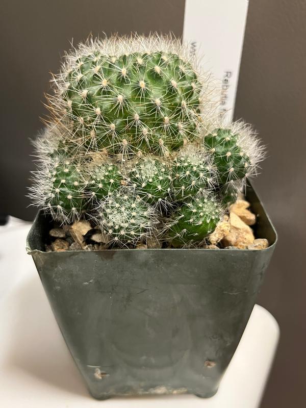 Shop For Rebutia Fulviseta | Mat-Forming Cactus | Planet Desert