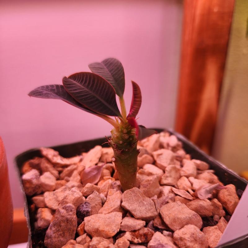 F588 ユーフォルビア パキポディオイデス パキポディウム 現地株実生大株 F588 Euphorbia pachypodioides ユーフォルビア パキポディオイデス