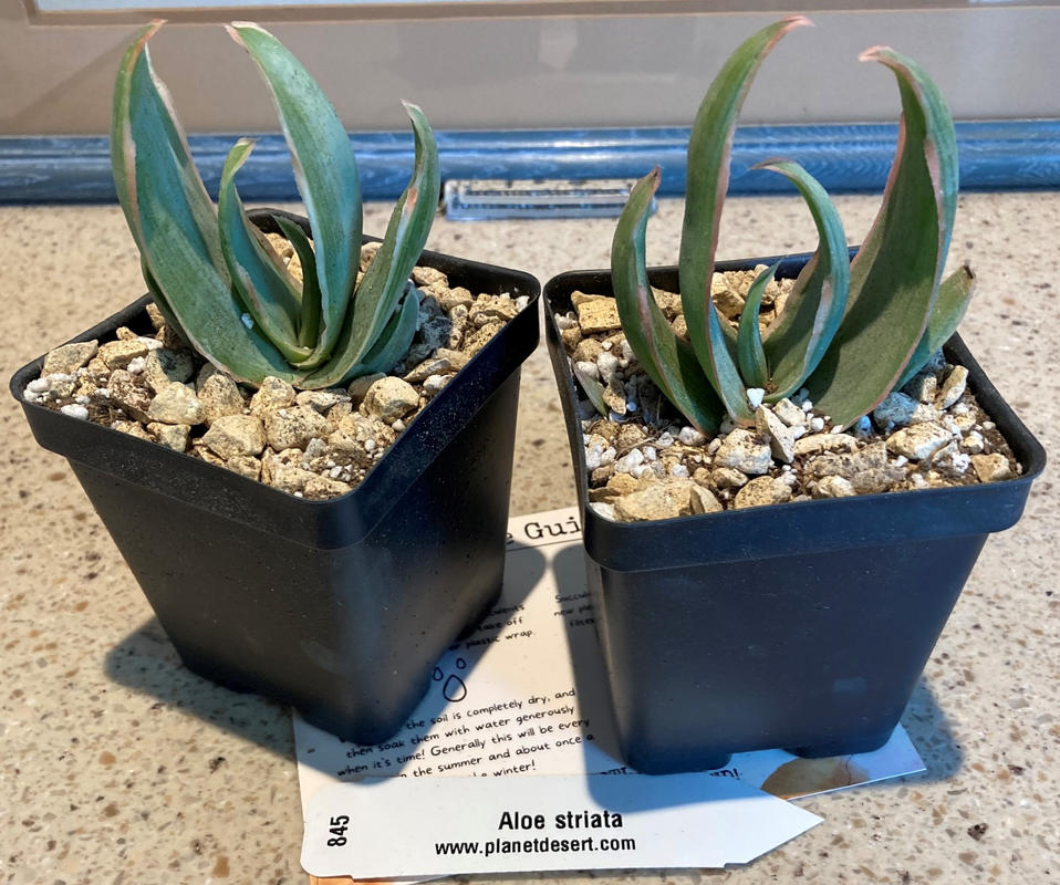 Shop 'Aloe striata  Coral Aloe' Care and Growing Guide | Planet Desert