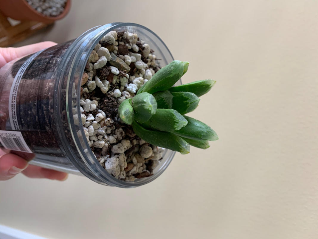 Shop For Haworthia Harry Johnson Online | Planet Desert